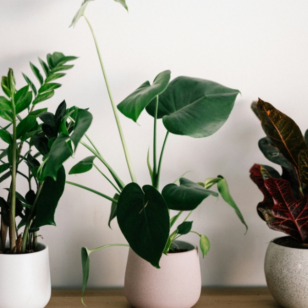 画像1: 予約受付中 (1)